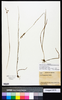 Juncus marginatus var. biflorus image