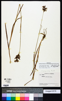 Juncus marginatus var. biflorus image