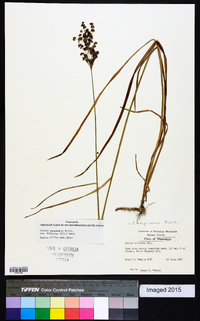 Juncus marginatus var. biflorus image