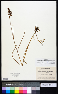 Juncus marginatus var. biflorus image