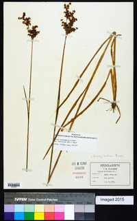 Juncus marginatus var. biflorus image