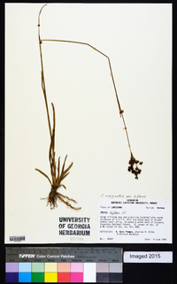 Juncus marginatus var. biflorus image