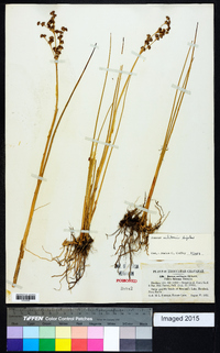 Juncus militaris image