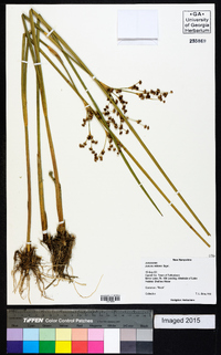 Juncus militaris image