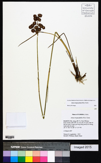 Juncus megacephalus image