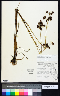 Juncus megacephalus image