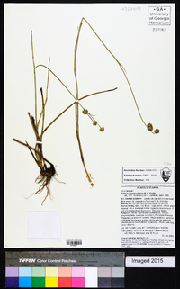 Juncus megacephalus image