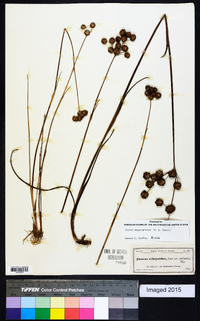 Juncus megacephalus image