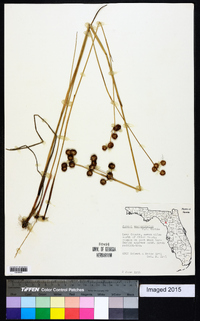 Juncus megacephalus image