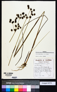 Juncus megacephalus image