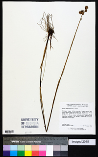 Juncus megacephalus image