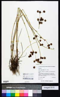 Juncus megacephalus image