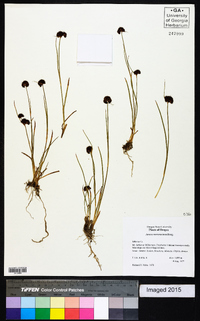 Juncus mertensianus image