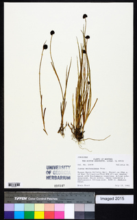 Juncus mertensianus image