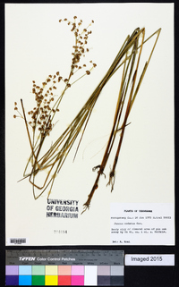 Juncus nodatus image