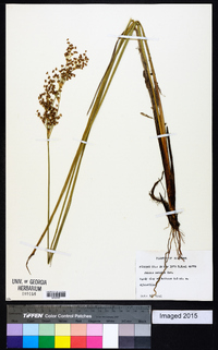 Juncus nodatus image