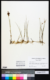 Juncus nodosus image