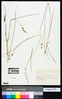 Juncus nodatus image