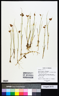 Juncus nodosus image