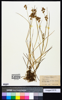 Juncus nodosus image