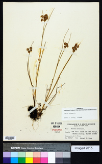 Juncus nodosus image