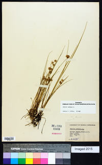 Juncus nodosus image