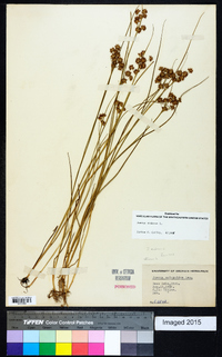 Juncus nodosus image