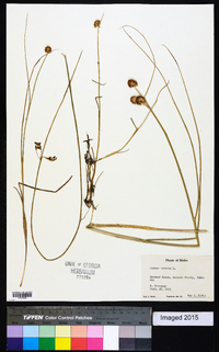 Juncus nodosus image