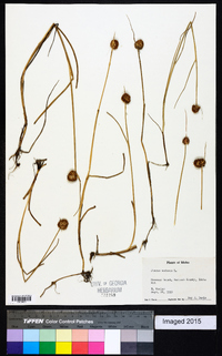 Juncus nodosus image