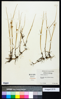 Juncus nodosus image