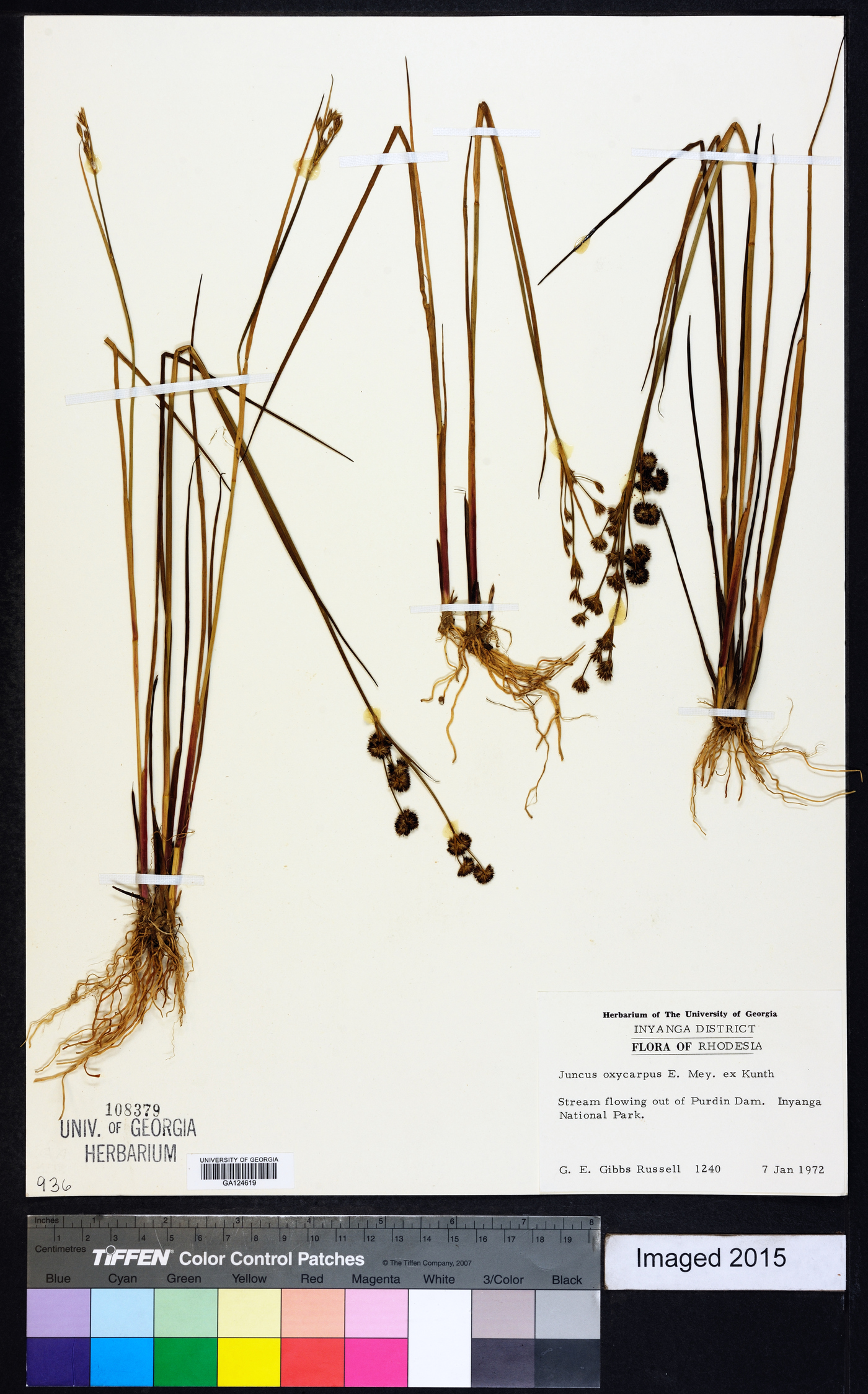 Juncus oxycarpus image