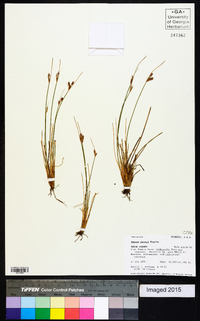 Juncus parryi image