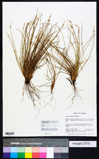 Juncus parryi image