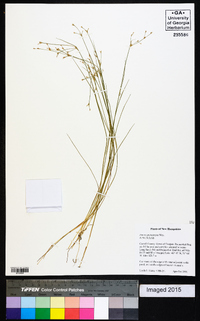 Juncus pelocarpus image