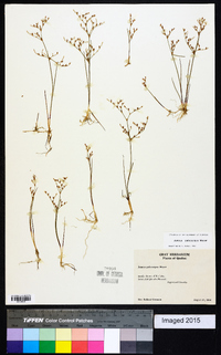 Juncus pelocarpus image