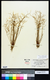 Juncus pelocarpus image