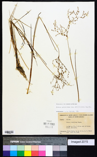 Juncus pelocarpus var. crassicaudex image