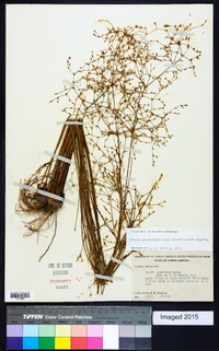 Juncus pelocarpus image