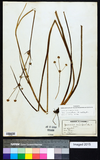 Juncus polycephalus image