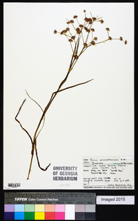 Juncus prismatocarpus image