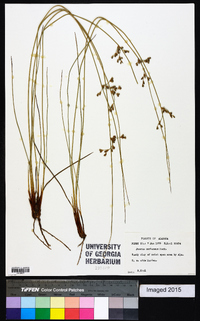 Juncus coriaceus image