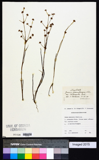 Juncus prismatocarpus subsp. leschenaultii image