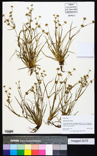 Juncus repens image