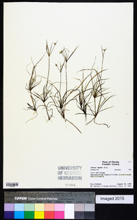 Juncus repens image