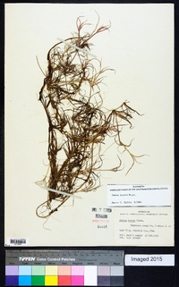 Juncus repens image