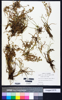 Juncus repens image