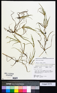 Juncus repens image