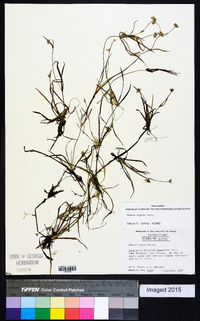 Juncus repens image