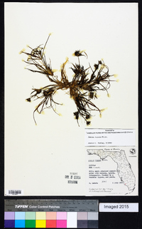 Juncus repens image