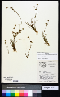 Juncus repens image